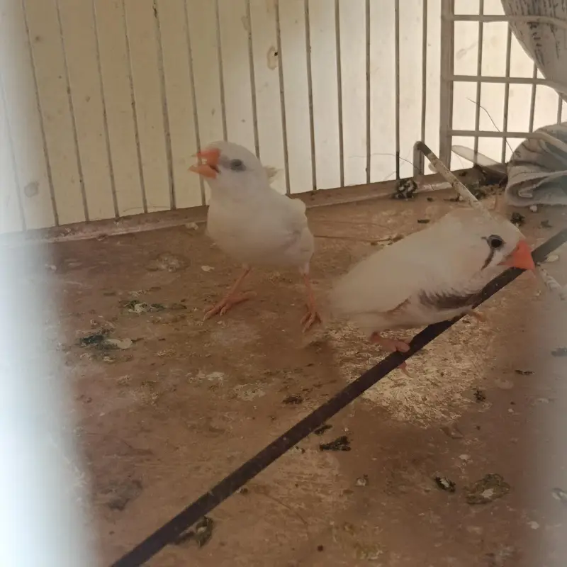 2 pair & 3 male's available lamsam hojayenge dm me or Whatsapp — photo 8