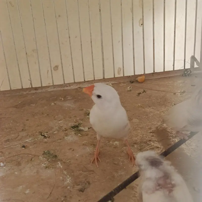 2 pair & 3 male's available lamsam hojayenge dm me or Whatsapp — photo 9