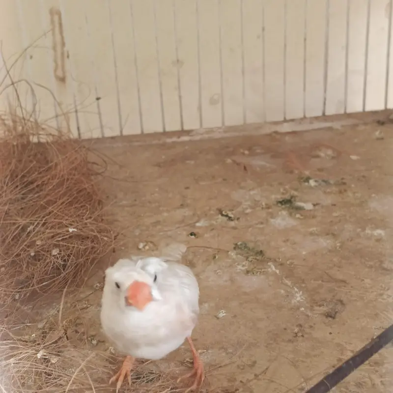 2 pair & 3 male's available lamsam hojayenge dm me or Whatsapp — photo 10