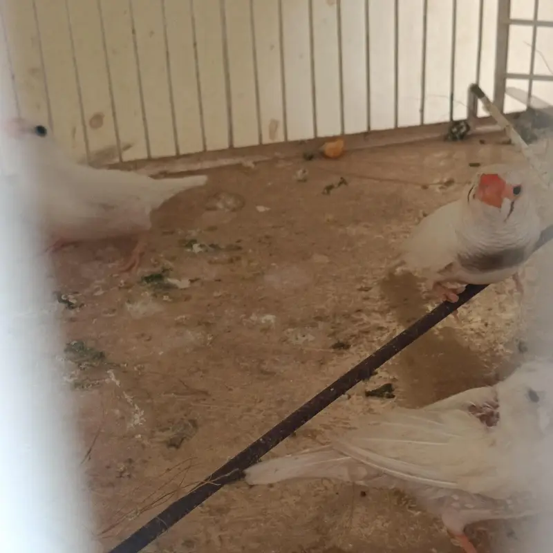 2 pair & 3 male's available lamsam hojayenge dm me or Whatsapp — photo 11