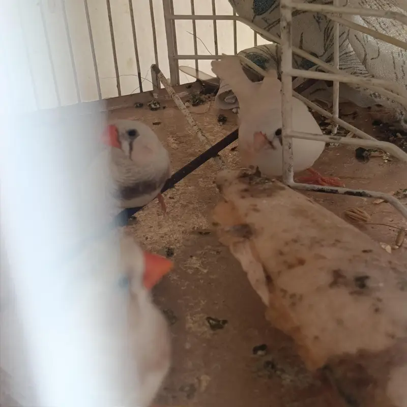 2 pair & 3 male's available lamsam hojayenge dm me or Whatsapp — photo 12