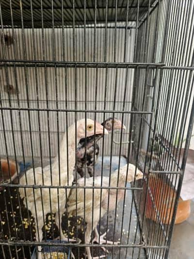 Heera and lasani chick