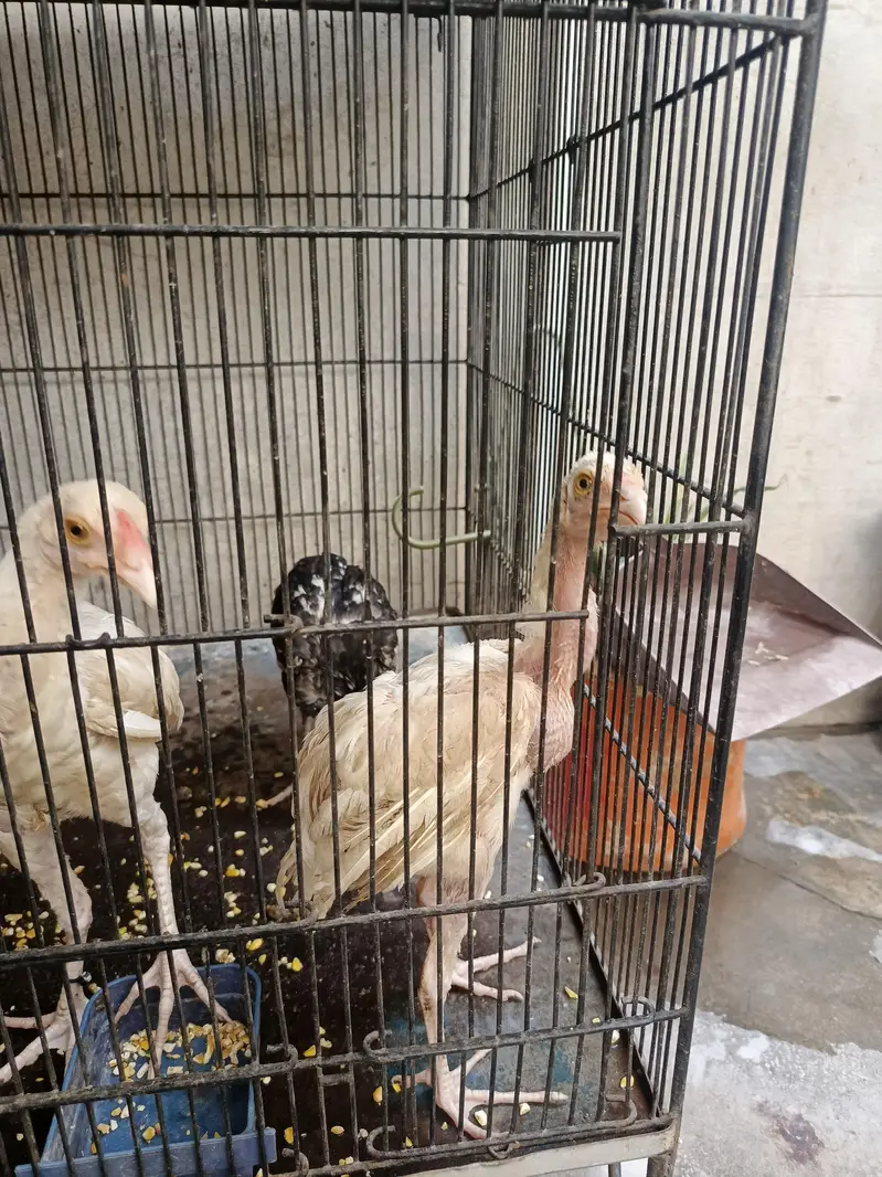 Heera and lasani chick — photo 2