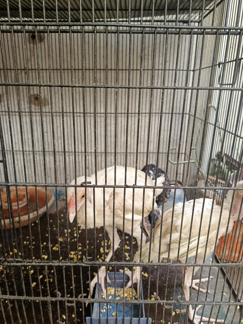 Heera and lasani chick — photo 3