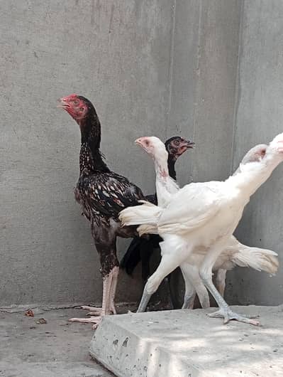 aseel chicks for sale | aseel Heera cross vaitnam long hight