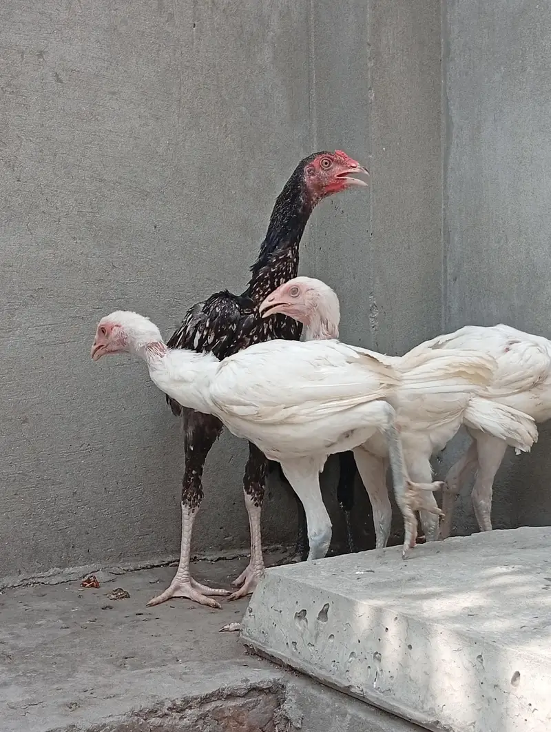 aseel chicks for sale | aseel Heera cross vaitnam long hight — photo 2
