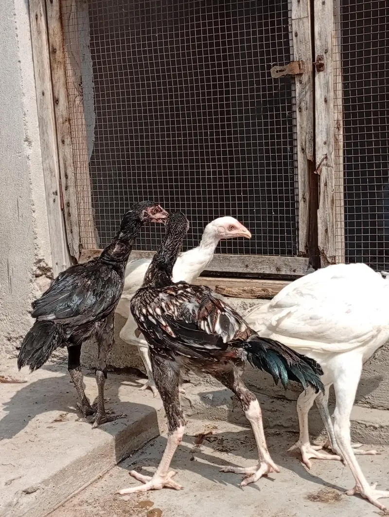 aseel chicks for sale | aseel Heera cross vaitnam long hight — photo 3