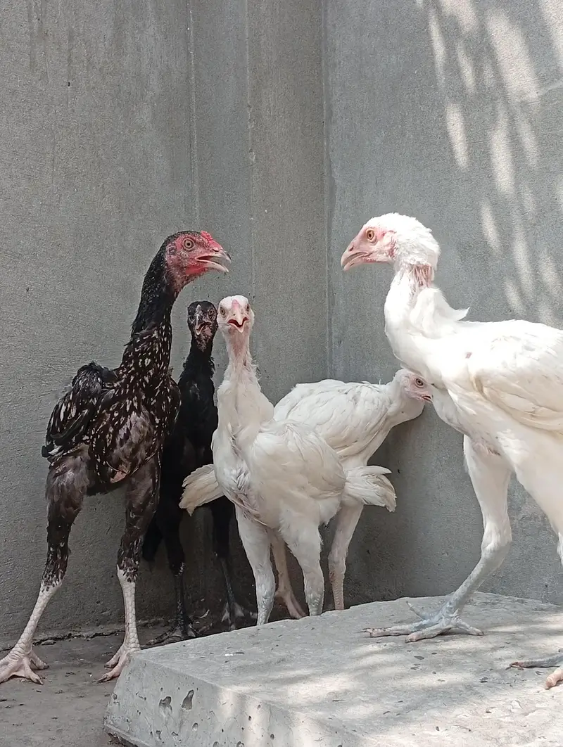aseel chicks for sale | aseel Heera cross vaitnam long hight — photo 4