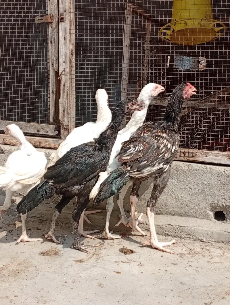aseel chicks for sale | aseel Heera cross vaitnam long hight — photo 5