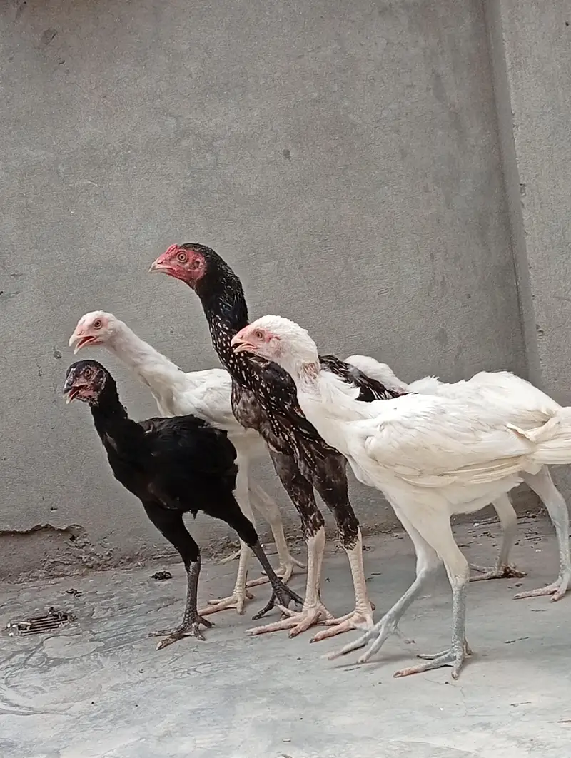aseel chicks for sale | aseel Heera cross vaitnam long hight — photo 6