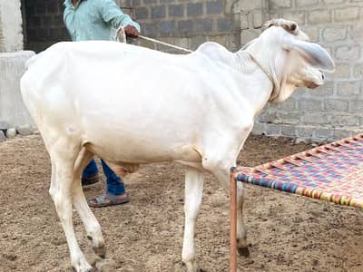 Pure Tharparkar Thari White Bachhra | 1.5 Saal | Healthy & Active
