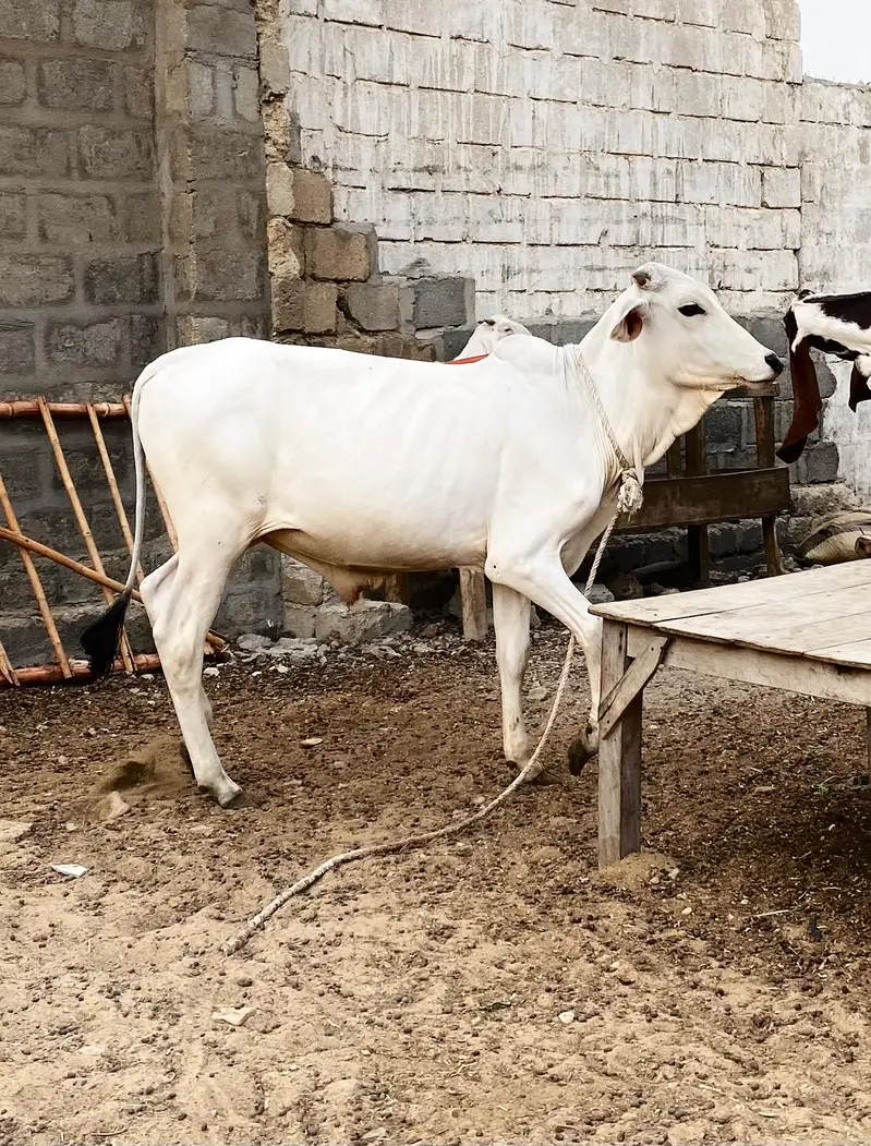 Pure Tharparkar Thari White Bachhra | 1.5 Saal | Healthy & Active — photo 2