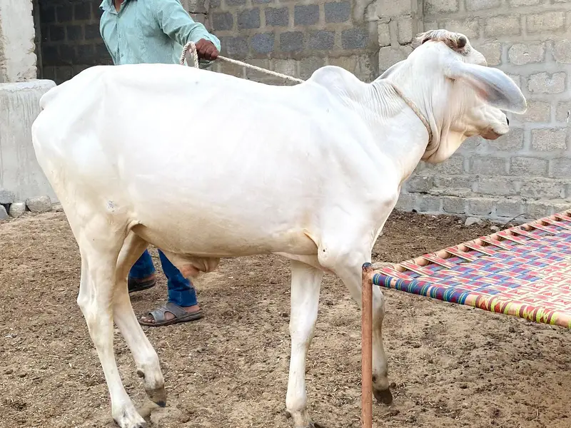 Pure Tharparkar Thari White Bachhra | 1.5 Saal | Healthy & Active — photo 3