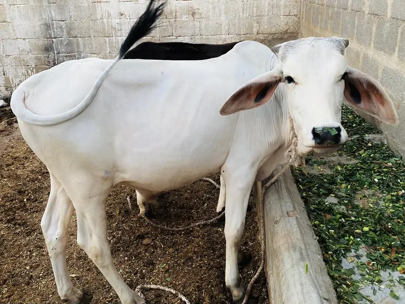 Pure Tharparkar Thari White Bachhra | 1.5 Saal | Healthy & Active — photo 4