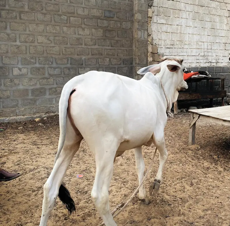 Pure Tharparkar Thari White Bachhra | 1.5 Saal | Healthy & Active — photo 5