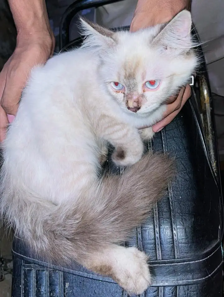 Cute & Fluffy 3-Month-Old Persian Cat – Looking for a Loving Home 
