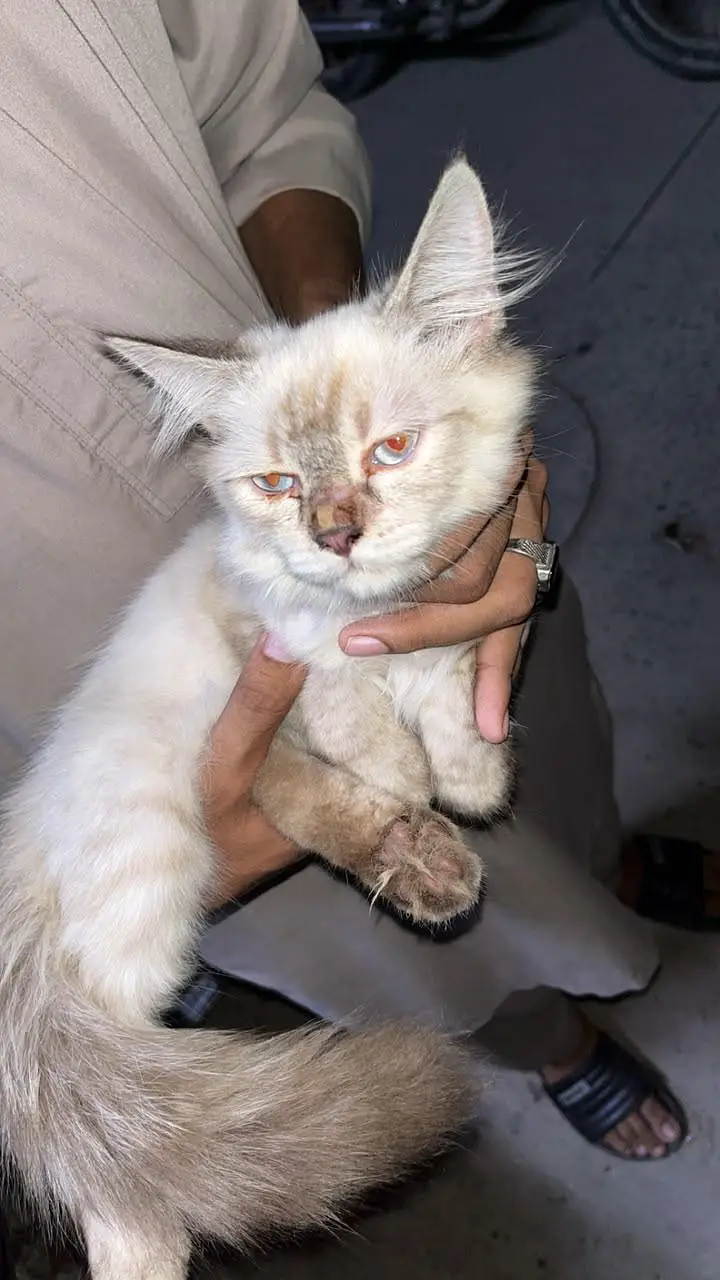 Cute & Fluffy 3-Month-Old Persian Cat – Looking for a Loving Home  — photo 2