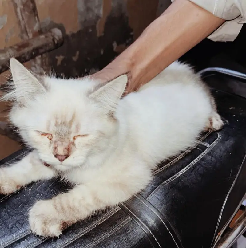 Cute & Fluffy 3-Month-Old Persian Cat – Looking for a Loving Home  — photo 3