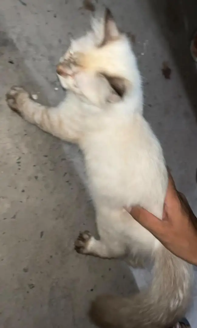 Cute & Fluffy 3-Month-Old Persian Cat – Looking for a Loving Home  — photo 4
