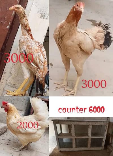 3 murgiyan 1 counter for sale