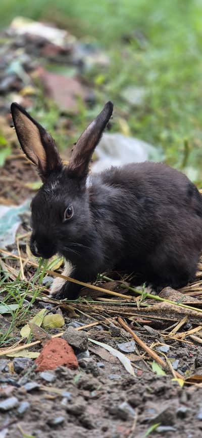 Rabit