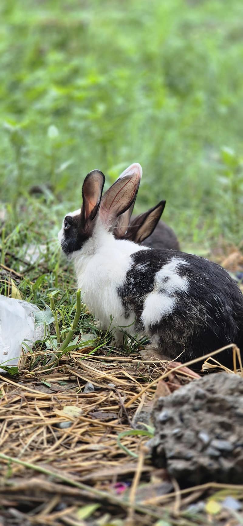 Rabit 1