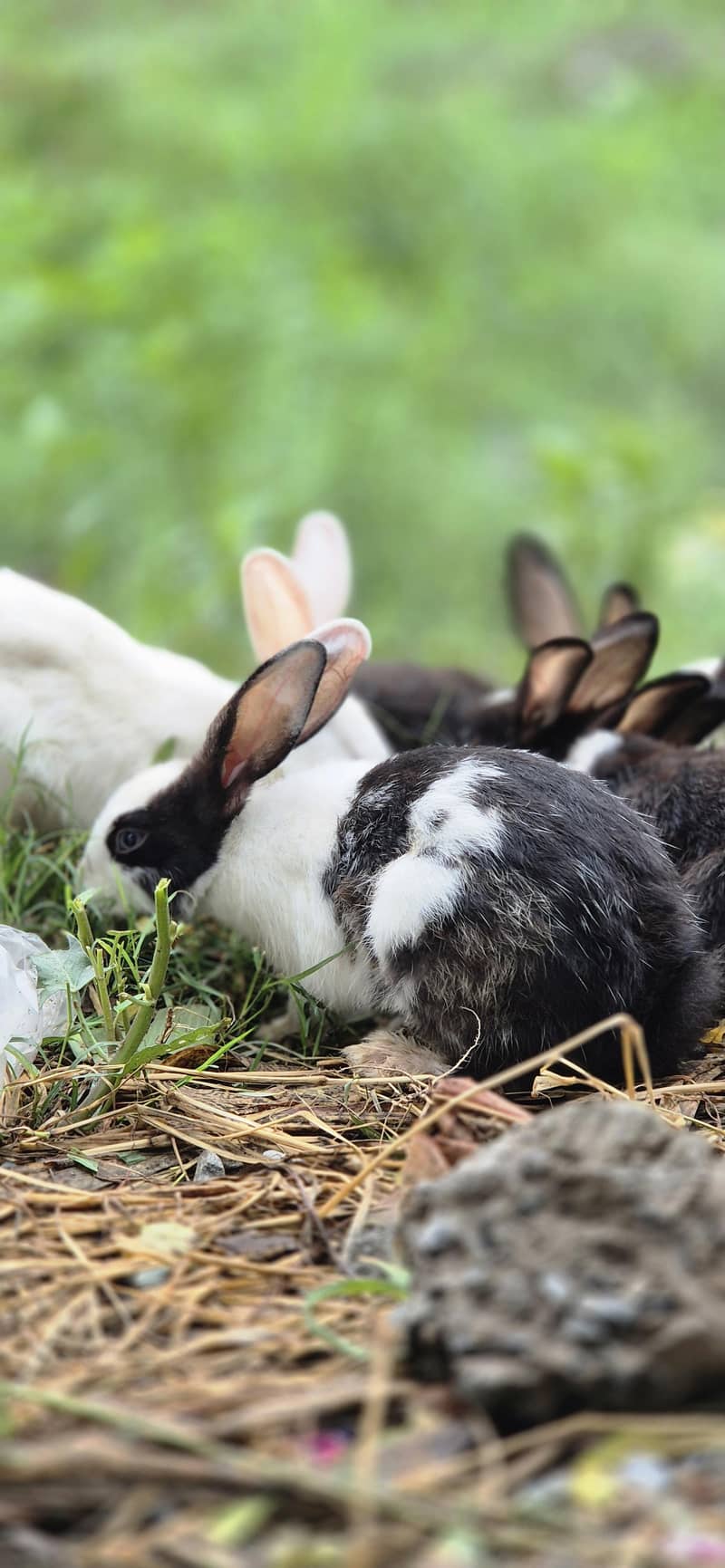 Rabit 2