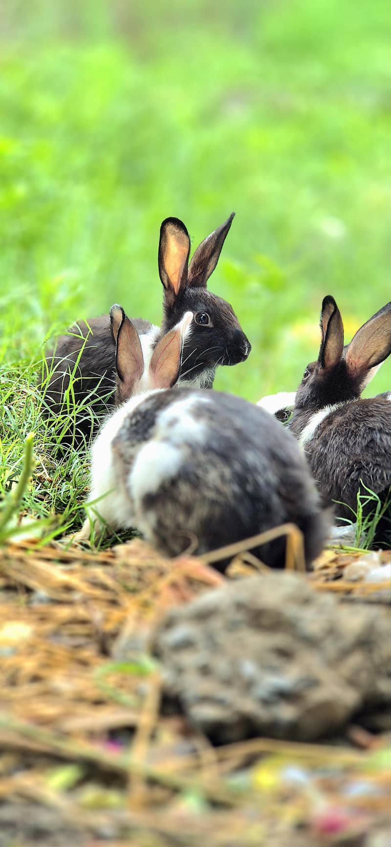 Rabit 3