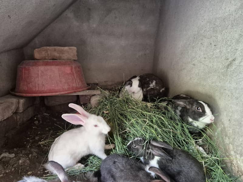 Rabit 4
