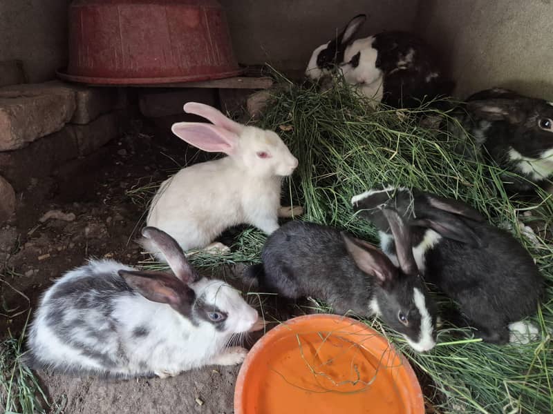 Rabit 5