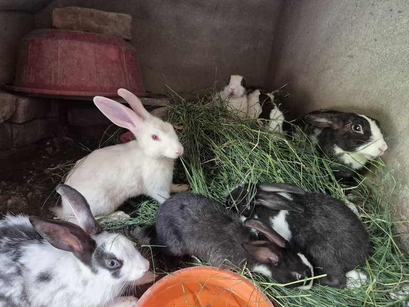 Rabit 6