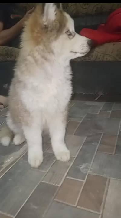 Siberian husky puppies dog for sale.