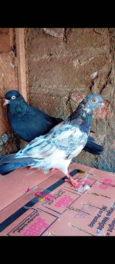 out class breeders 2 female yung 03026816257