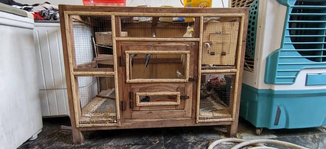 Cockatiel parrots