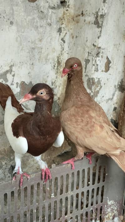danish confirm granted breeder pair