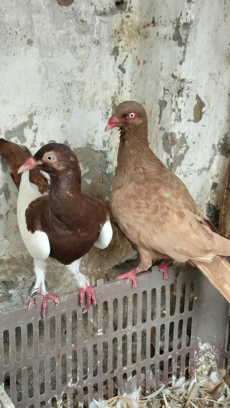 danish confirm granted breeder pair — photo 2