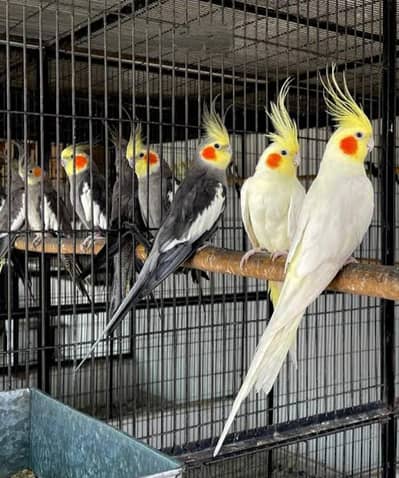 cocktails parrot / lovebirds/ rosella/ Golden mental rosella