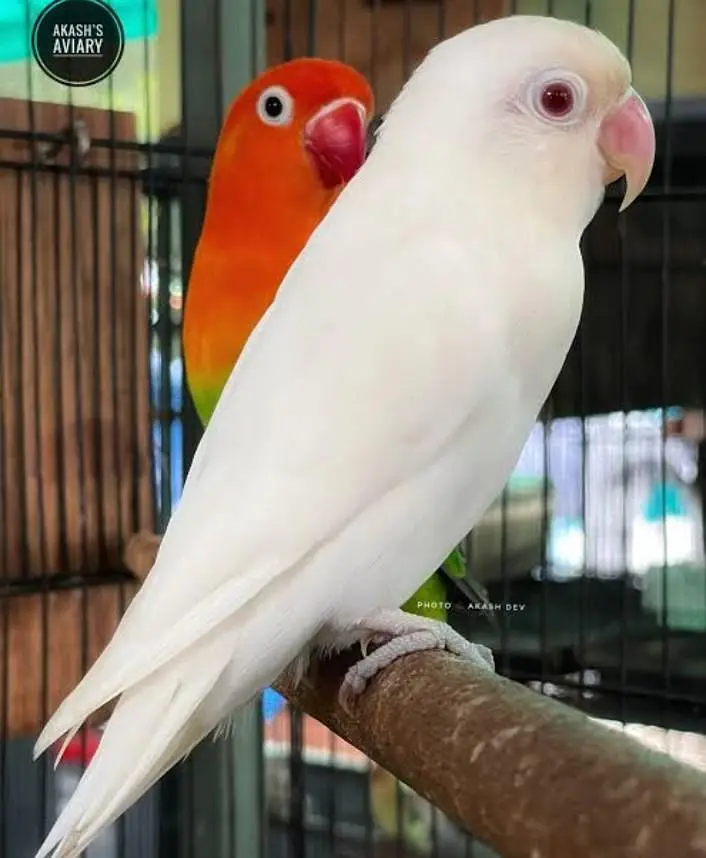 cocktails parrot / lovebirds/ rosella/ Golden mental rosella — photo 2