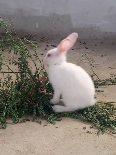 Bunnies and breeder pair for sale