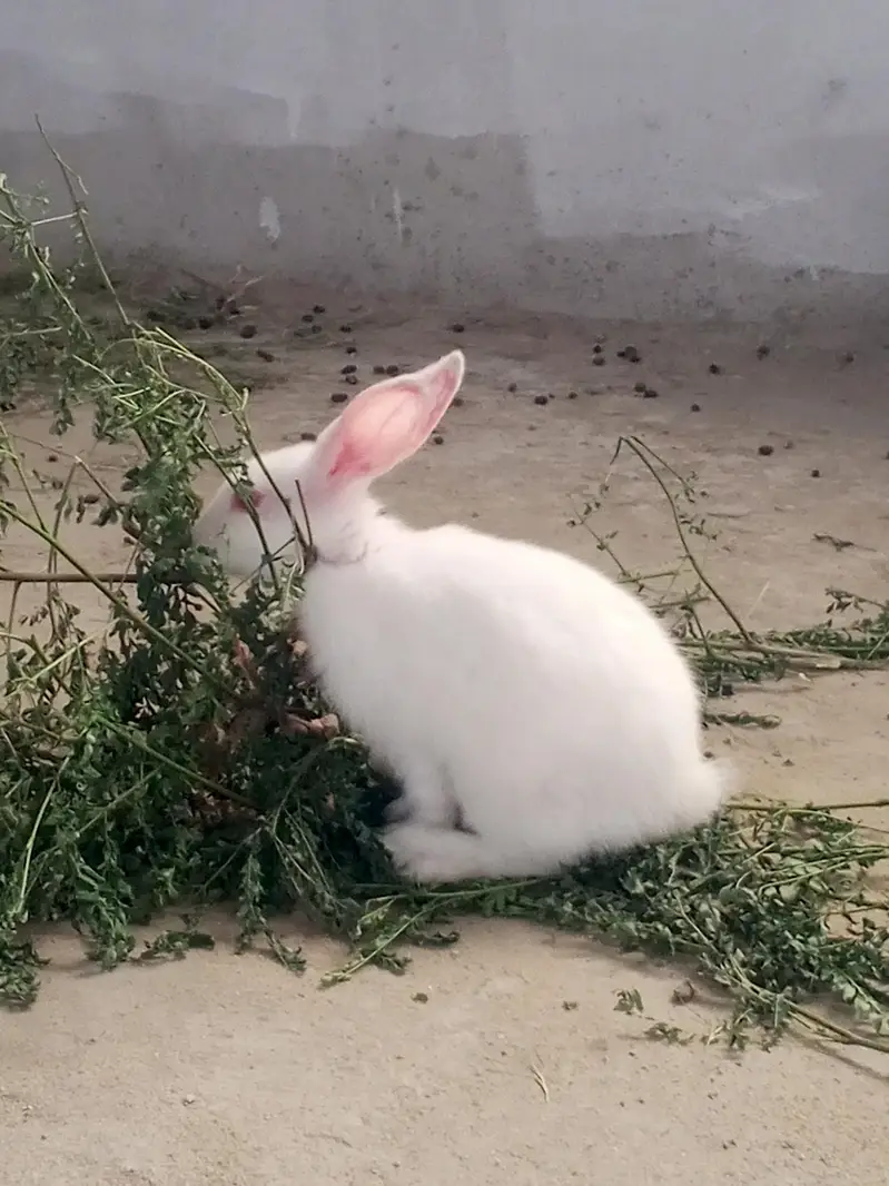 Bunnies and breeder pair for sale — photo 5