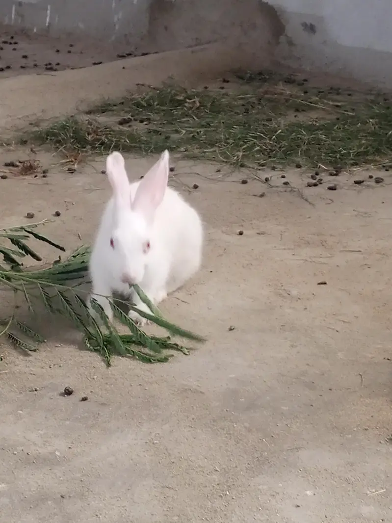 Bunnies and breeder pair for sale — photo 6