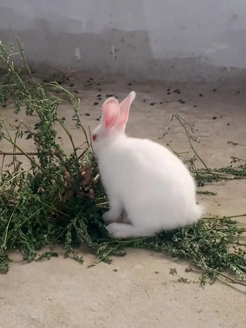 Bunnies and breeder pair for sale — photo 7
