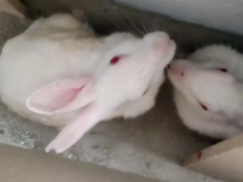 Bunnies and breeder pair for sale — photo 8
