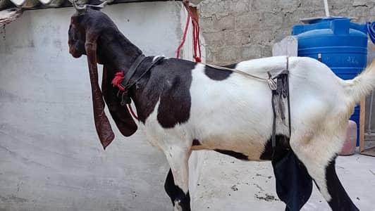 Healthy Goat with Two Female Kids Available for Sale — Karachi