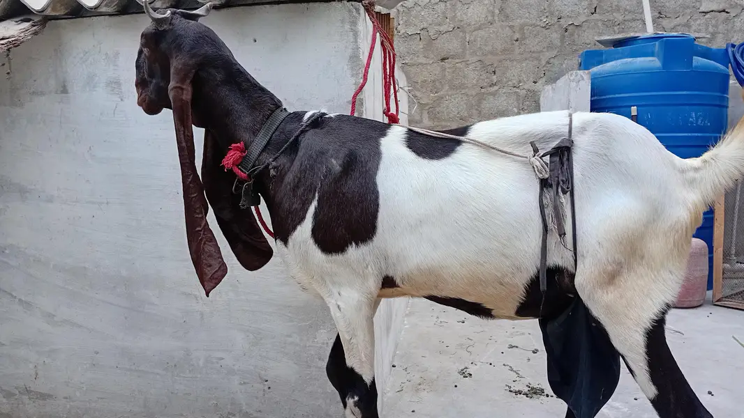 Healthy Goat with Two Female Kids Available for Sale — Karachi