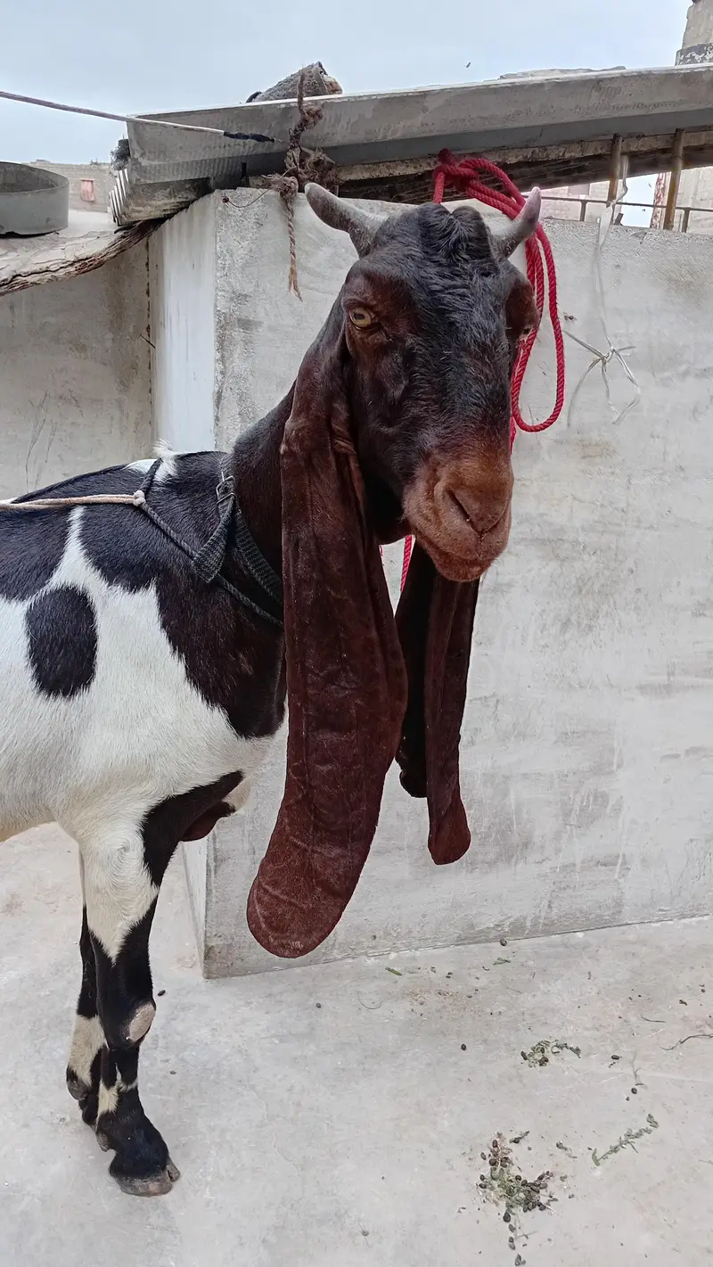 Healthy Goat with Two Female Kids Available for Sale — Karachi — photo 2