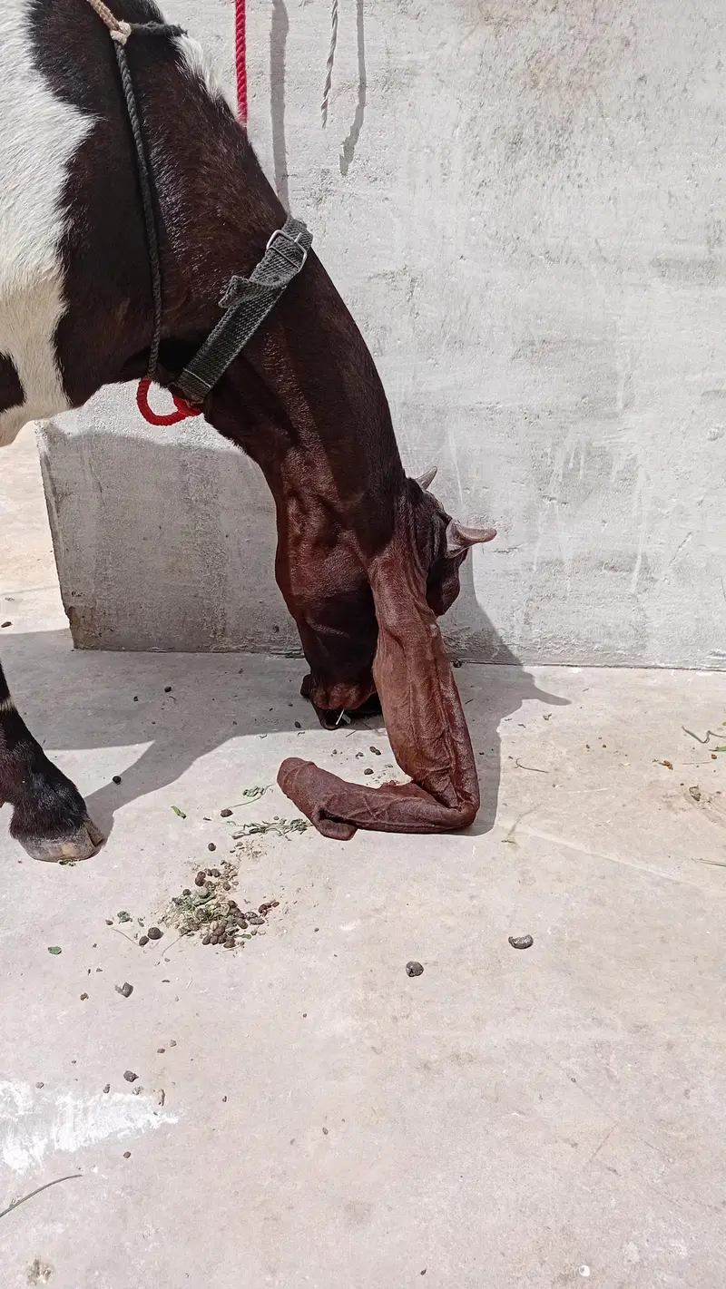 Healthy Goat with Two Female Kids Available for Sale — Karachi — photo 3