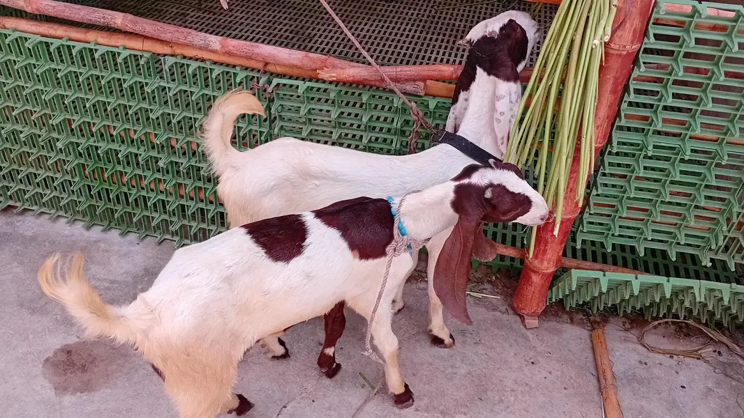 Healthy Goat with Two Female Kids Available for Sale — Karachi — photo 4