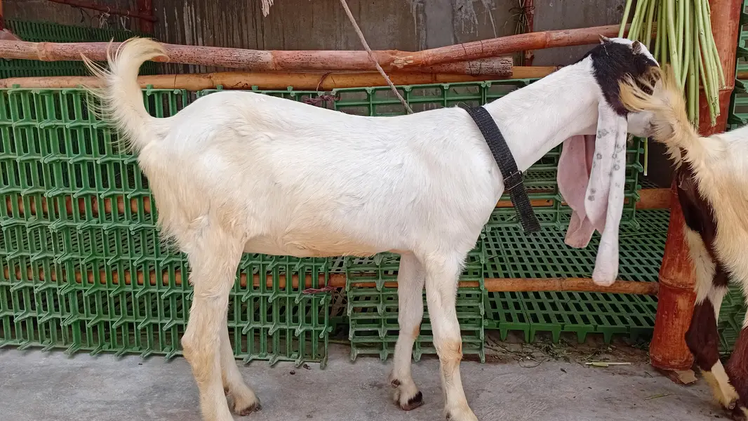 Healthy Goat with Two Female Kids Available for Sale — Karachi — photo 5