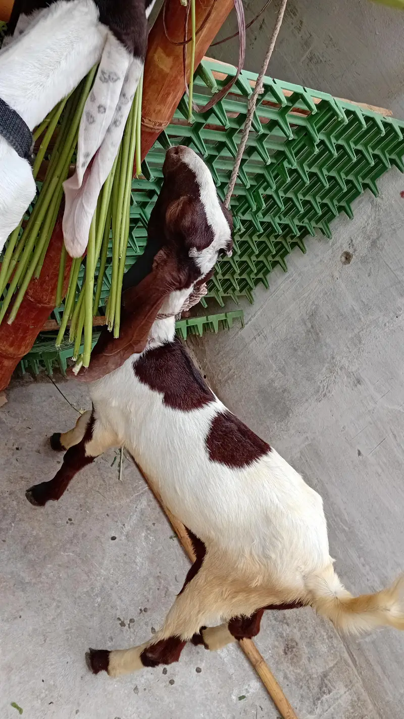 Healthy Goat with Two Female Kids Available for Sale — Karachi — photo 6